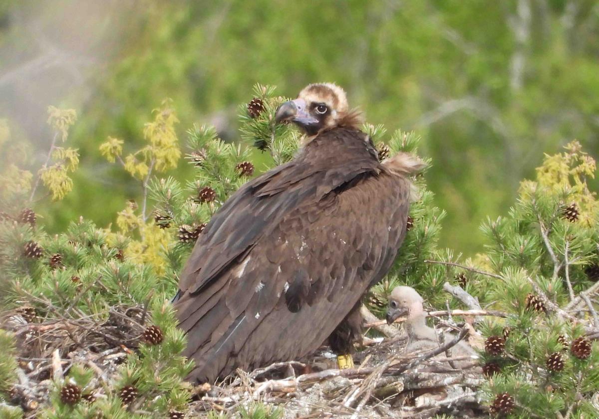 Buitre negro con su pollo, nacido en 2024 en la Sierra de la Demanda.