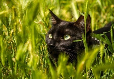Una fotografía burgalesa es la ganadora del concurso 'Gato del año'