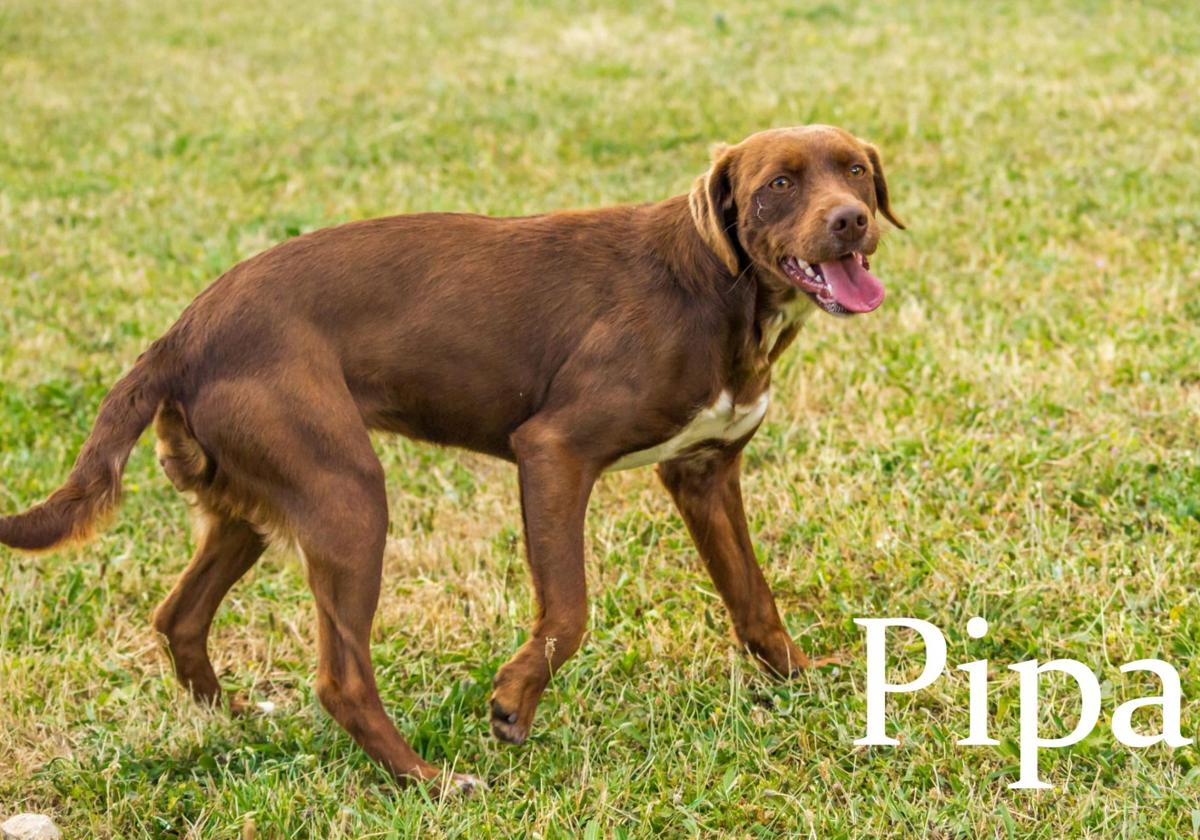 Estos son algunos de los perros que están en adopción en Burgos