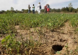 Las organizaciones agrarias avisan de la prolfieración de topillos.