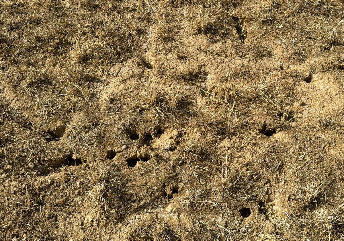 Agujeros hechos por topillos en tierras de cultivo.