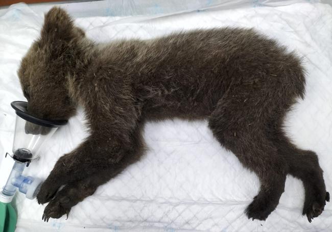 Osezno recuperado en Barniedo de la Reina (León) y trasladado al Centro de Recuperación de Animales de Valladolid para su rehabilitación.