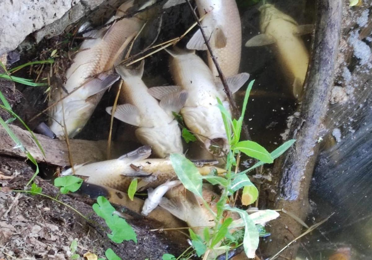 Aparecen centenares de peces muertos en el Arlanzón