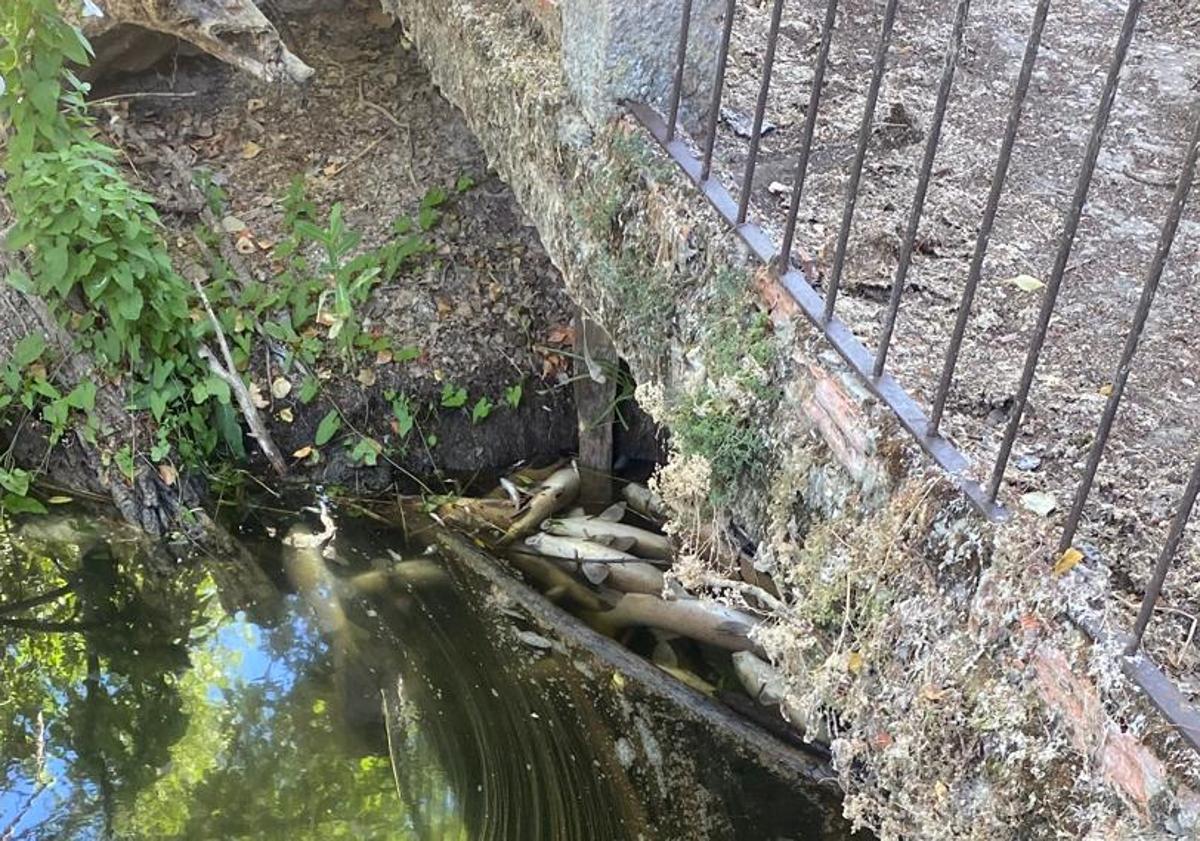 Imagen principal - Más zonas del río con los peces muertos.