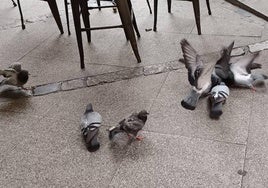 Palomas en Burgos.