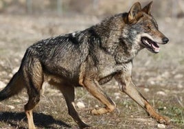 Medio Ambiente espera un incremento de manadas de lobos en Castilla y León