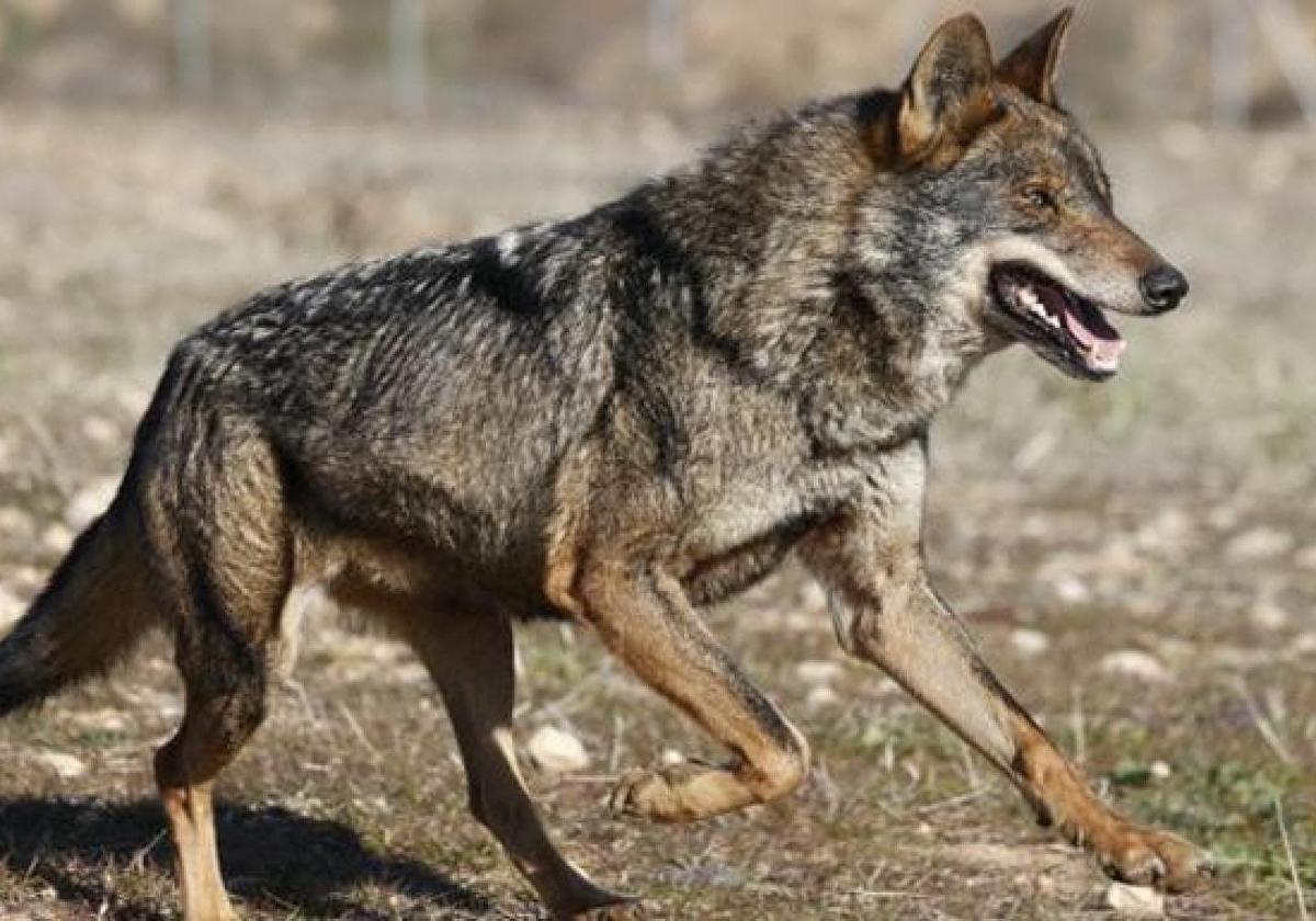 Medio Ambiente espera un incremento de manadas de lobos en Castilla y León