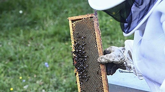 Burgos ve aumentar sus apicultores mientras que desciende el número de colmenas