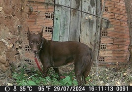 Balto en una imagen de una cámara de fototrampeo antes de ser rescatado.