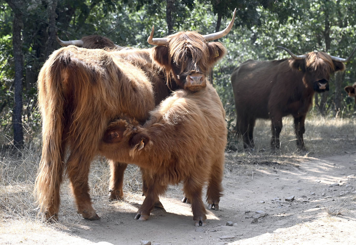 Paleolítico Vivo, refugio de animales prehistóricos en Burgos