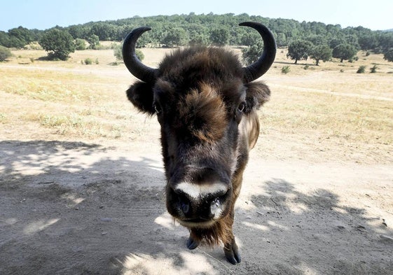 Paleolítico Vivo, refugio de animales prehistóricos en Burgos