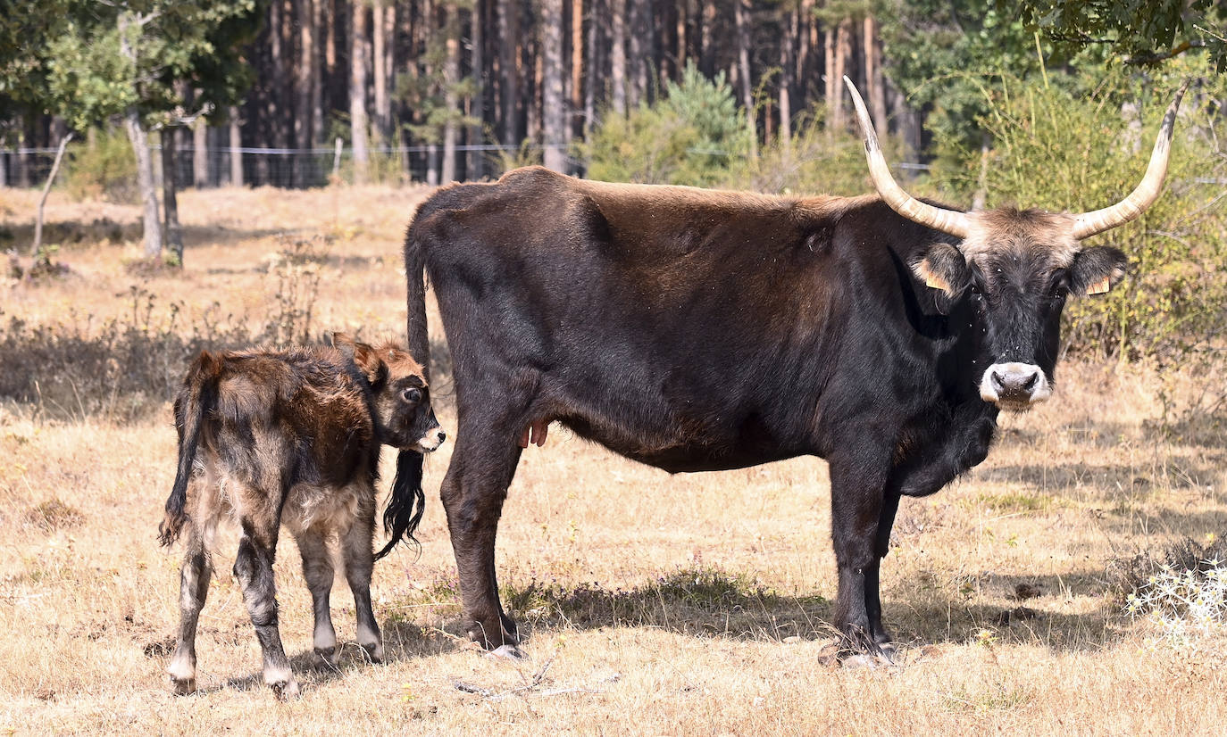 Paleolítico Vivo, refugio de animales prehistóricos en Burgos