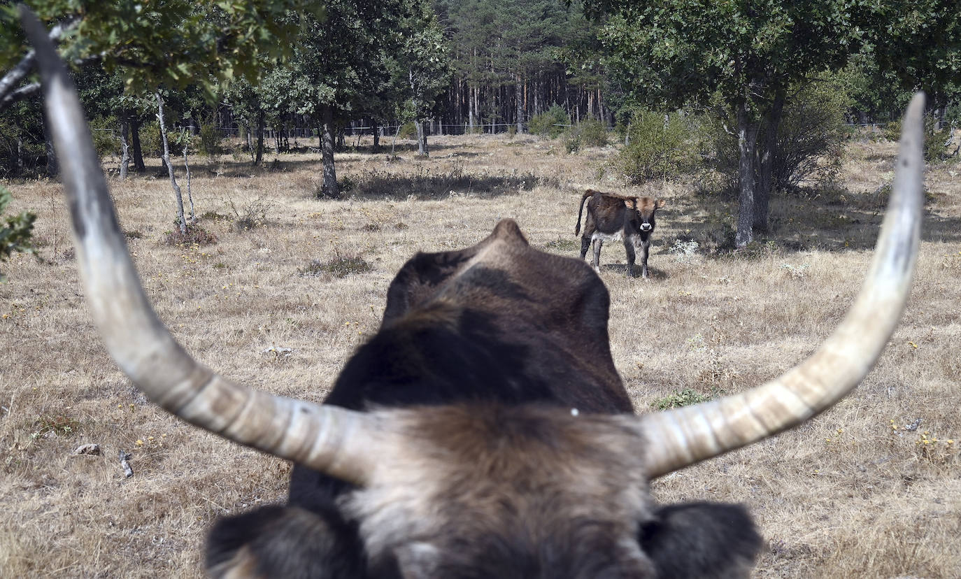 Paleolítico Vivo, refugio de animales prehistóricos en Burgos