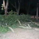 El fuerte viento obliga a los Bomberos a retirar ramas caídas en Burgos