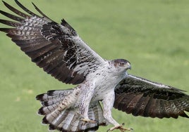 Ejemplar de águila perdicera.