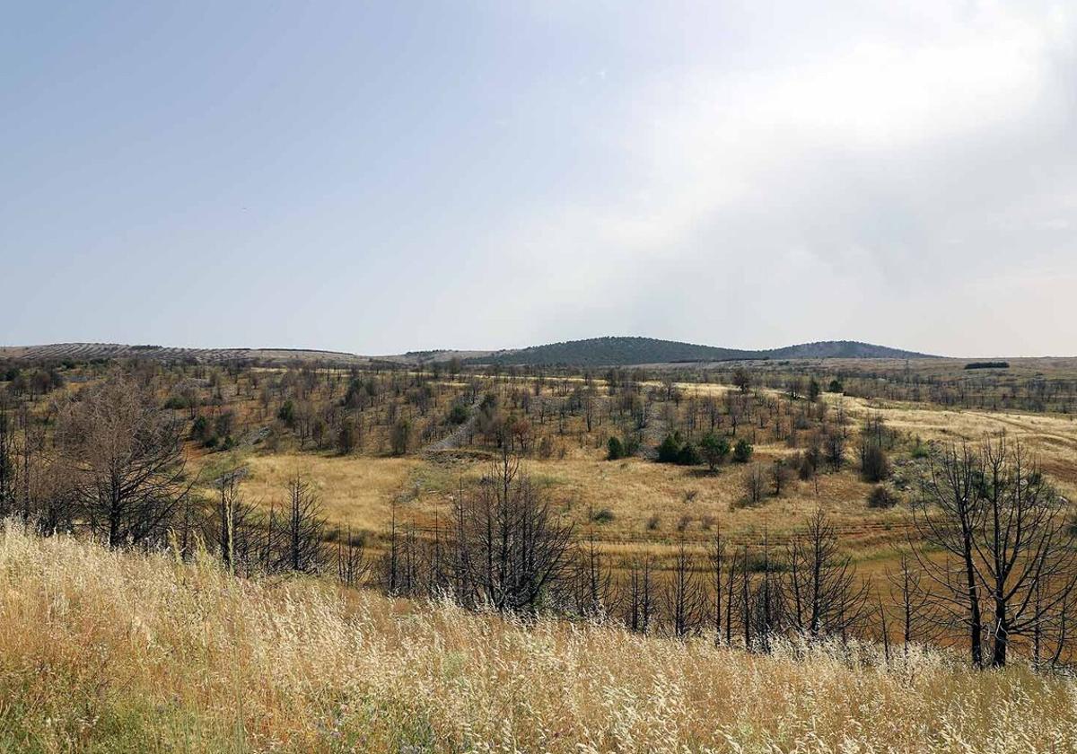 Montes de Arlanza tras el fuego de 2022.