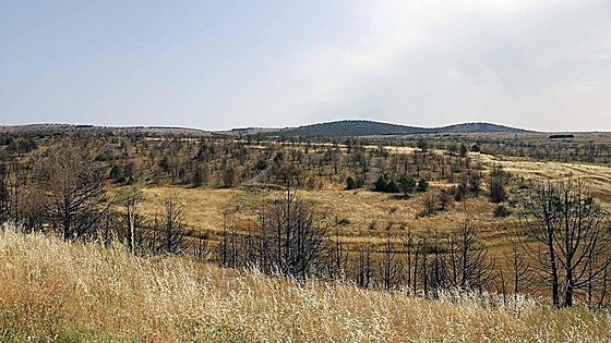 Destinan 106.119 euros para restaurar parte del monte quemado en Arlanza en 2022