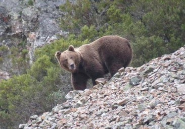 La Junta pide prudencia a los cazadores ante la presencia del oso en Burgos