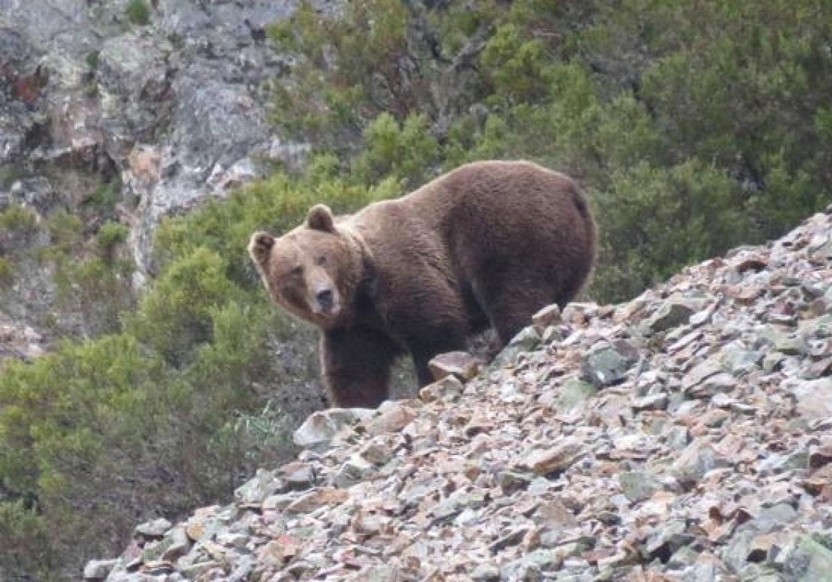 Imagen de archivo de un oso pardo.