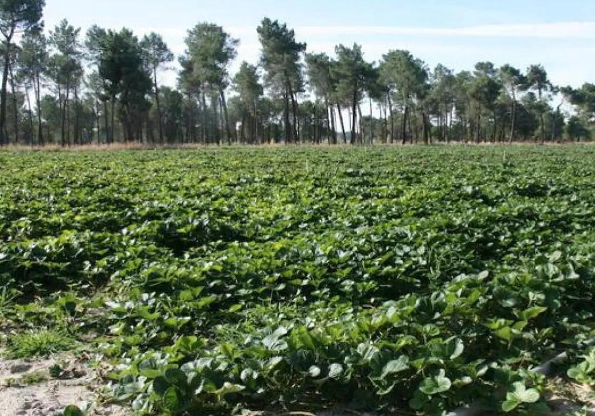 Plantación de regadío en la provincia de Burgos.