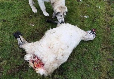 498 ataques de lobo habrían matado 1.338 cabezas de ganado en Burgos