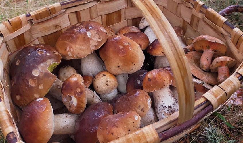 Cesta con Boletus edulis a la izquierda y Lactarius delicus (níscalos) a la derecha.