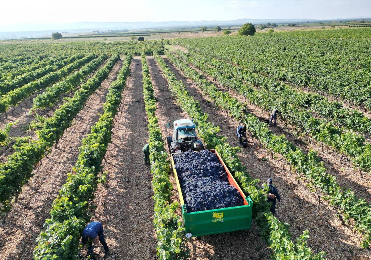 La vendimia se adelanta en la Ribera del Duero.