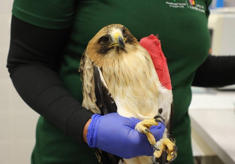 Águila calzada curada en el CRAS de Burgos.