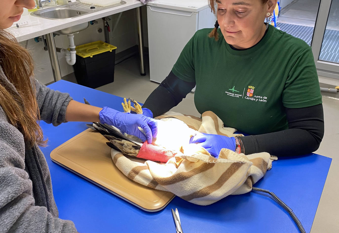 La veterinaria, ayudada de otra trabajadora, cura la herida para que el águila pueda volver a volar.