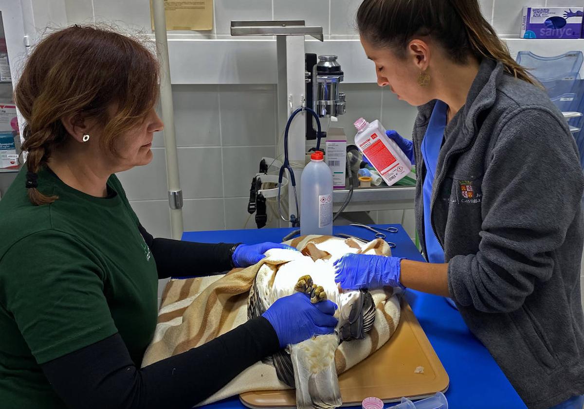 Imagen principal - Clínica del CRAS de Burgos donde se cura a los animales.