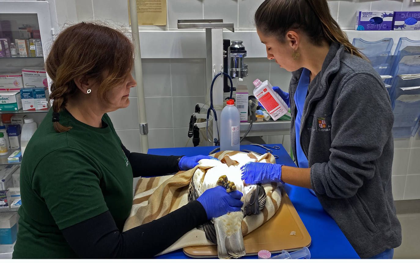 Así es el trabajo del Centro de Recuperación de Animales Silvestres de Burgos