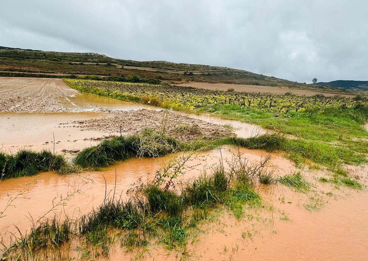 Imagen secundaria 1 - Las lluvias causan pérdidas de 2,5 millones de euros en patatas de siembra en Burgos