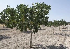 Plantación de pistachos.