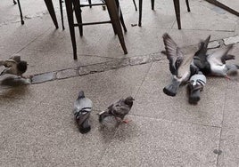 Palomas en la ciudad de Burgos.