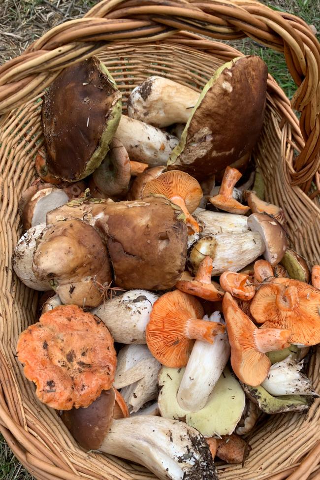 Cesta con Boletus edulis y 'níscalos'.