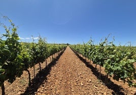 Viñedo de la Ribera del Duero