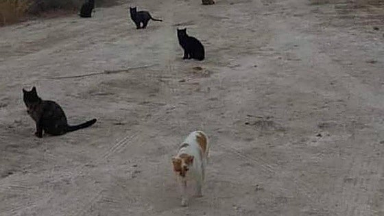Burgos pagará 29.056 euros para alimentar colonias de gatos