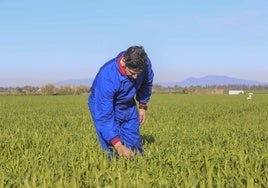 Un hombre en un campo cultivado.