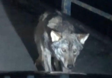 Un lobo da un susto a una conductora en Burgos