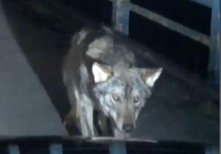 El lobo se cruzó en mitad de la carretera.