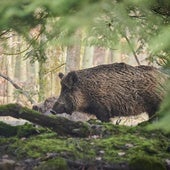 Aparece un jabalí afectado por triquinelosis en Burgos