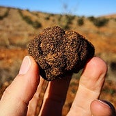 La trufa negra de Burgos alcanza una producción récord cercana a las cinco toneladas