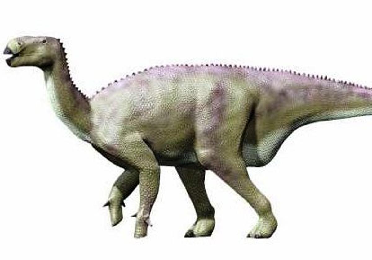 Imagen principal - Arriba, ejemplar de Iguanodon; abajo, esqueleto de hipsilofodonte esqueleto y el estudiante Javier Rubio Nieto 