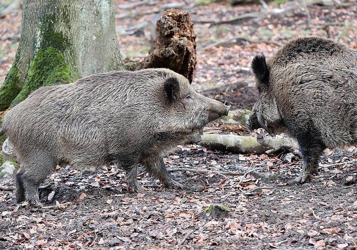 Imagen de archivo de dos jabalíes.