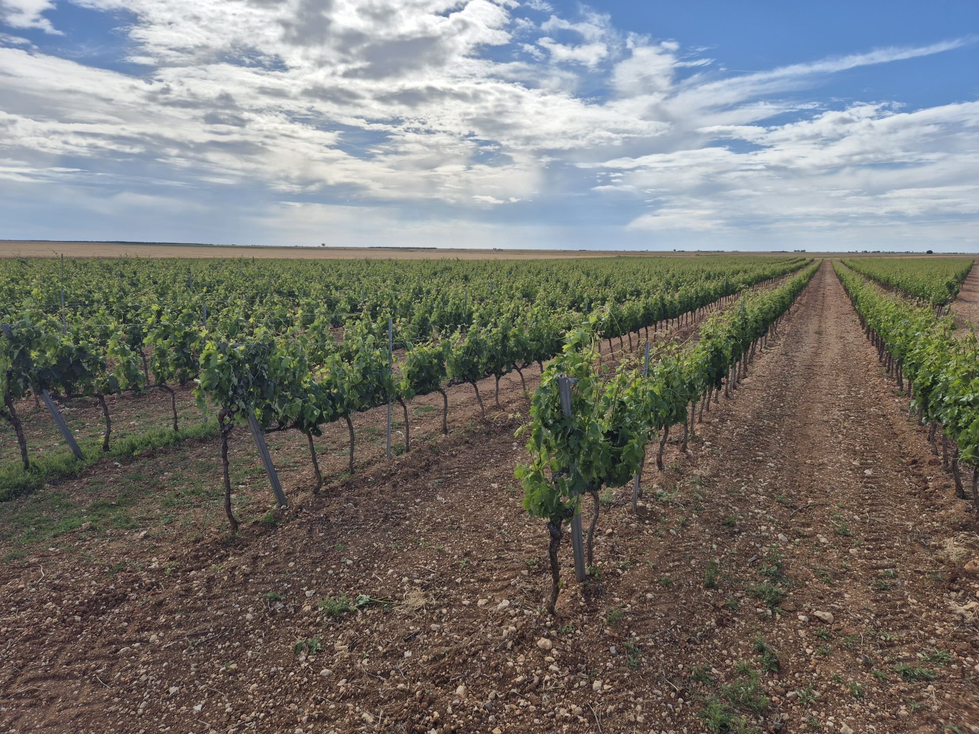 Viñedos de la Ribera del Duero.