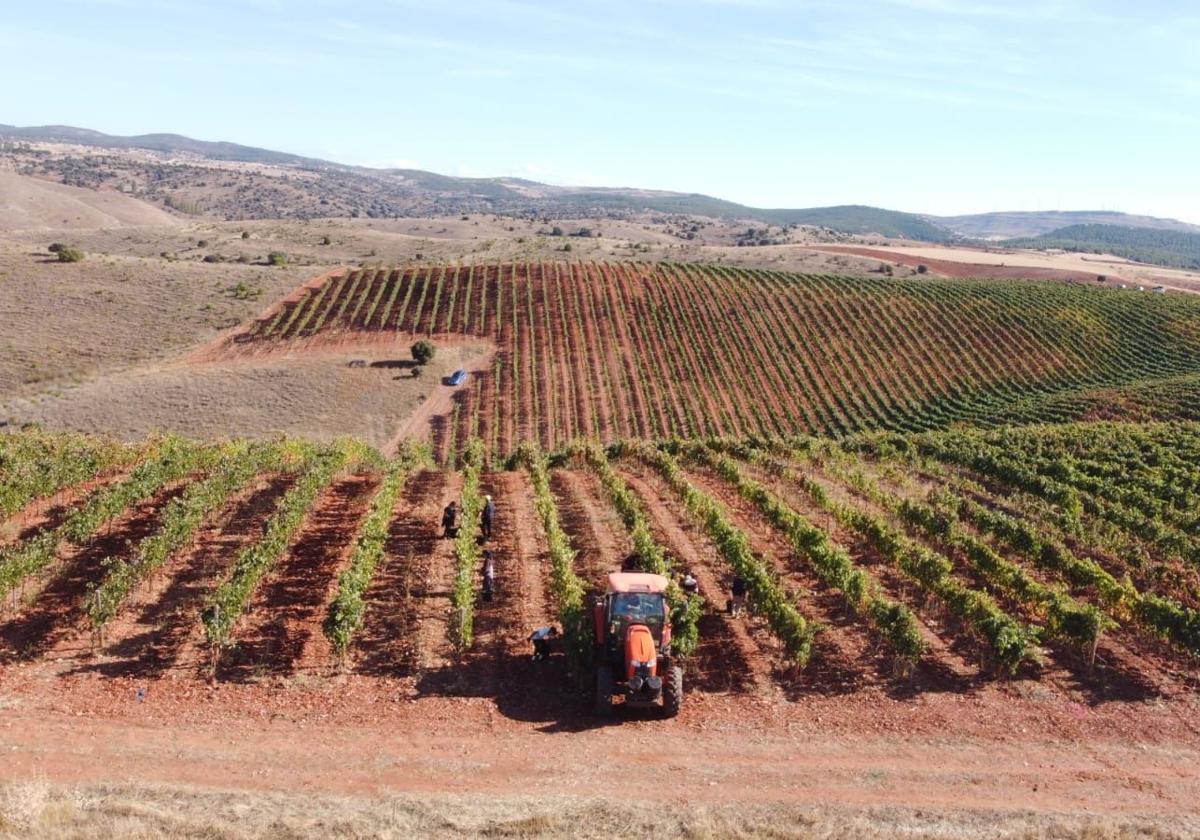 Viñedos de la Ribera del Duero.