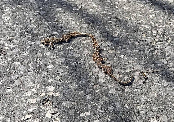 Oruga procesionaria en el Bulevar de Burgos.