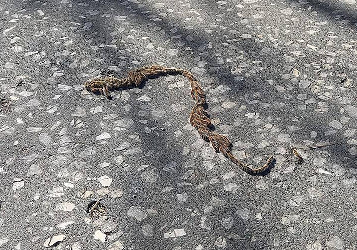 Oruga procesionaria en el Bulevar de Burgos.