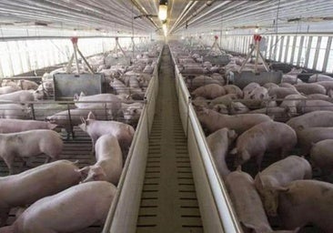 El PSOE asegura que el incremento de granjas de porcino en Ribera del Duero hace peligrar proyectos vitivinícolas