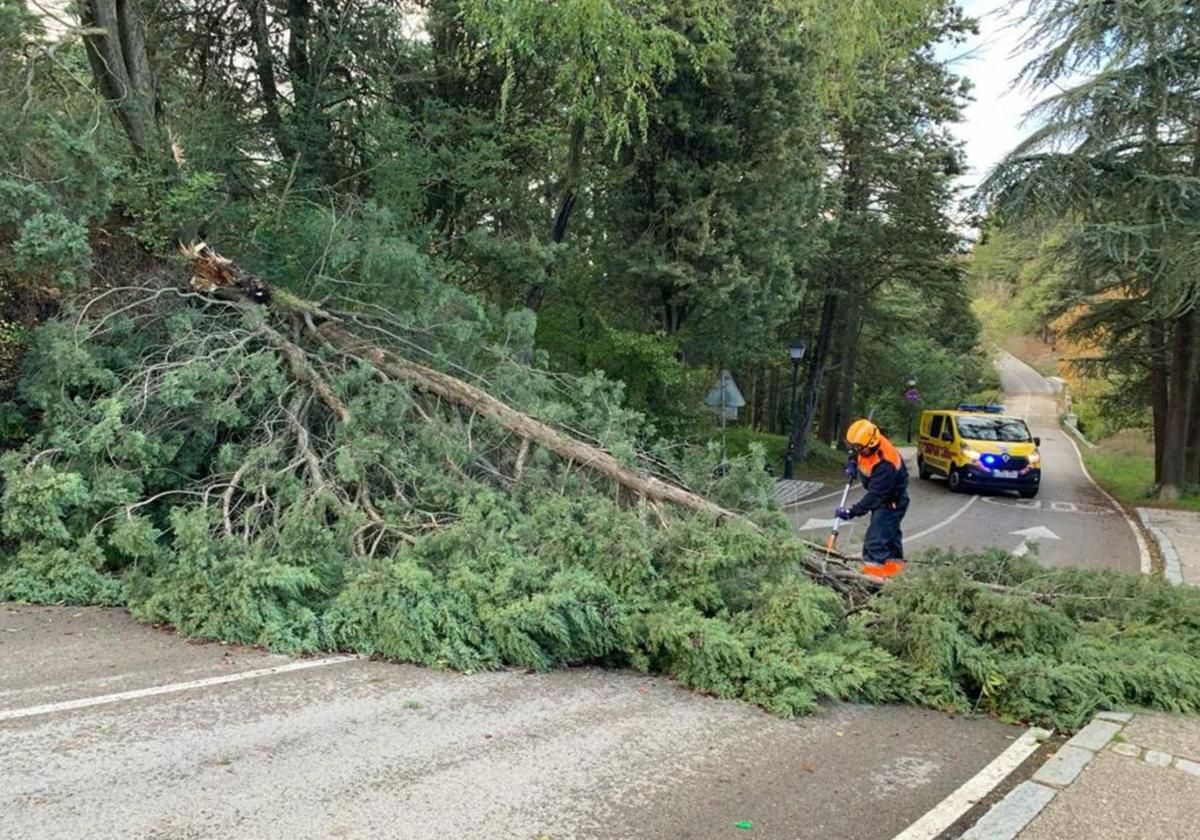 Imagen de archivo de un temporal de viento en Burgos que tiró algunos árboles.